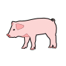 Pig